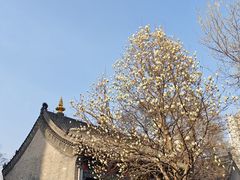 -护国法轮寺