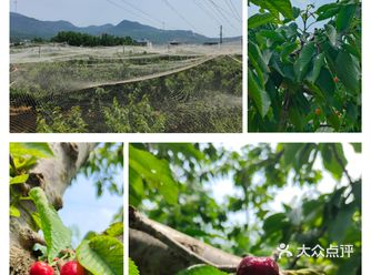 去过才推荐，济南长清五峰山樱桃采摘