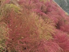 -汉长安城未央宫国家考古遗址公园