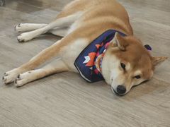 -柴迷FANS CLUB·柴犬狗咖·猫咖