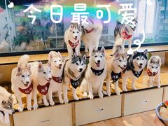-Husky Go! 哈士奇体验馆·宠物咖啡厅狗咖