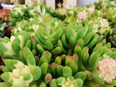 -荷兰花海