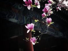 -颐和园