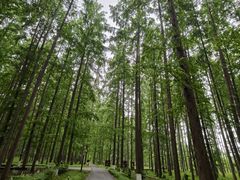 -黄海国家森林公园