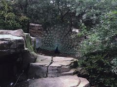 -燕塞湖鸟语林景区