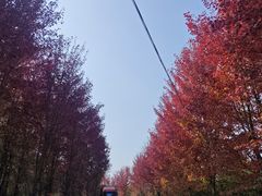 -南京枫彩漫城