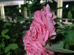 -人民公园(罗湖区)