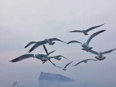 -长岛万鸟岛