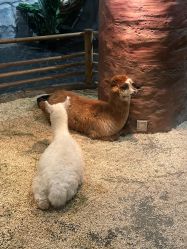 -Zoolung Zoolung动物主题公园(海信广场店)