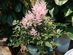 -双季花艺园艺市场(浦东店)