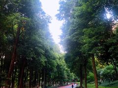 -龙头寺公园