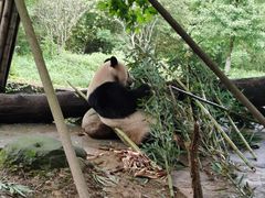 -都江堰中华大熊猫苑