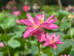 -莲花池公园
