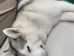 -怪兽屋·羊驼·猫咖·狗咖(俊华广场店)