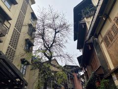 -南山植物园