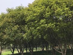 -长广溪湿地公园