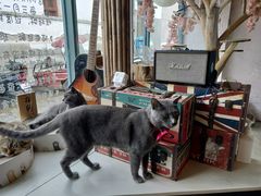 -喵屿·大理花园猫咖