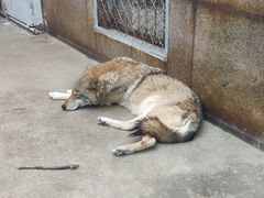 -西安秦岭野生动物园