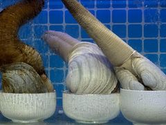 -巧克力渔家.小船海鲜胶东菜(万平口店)