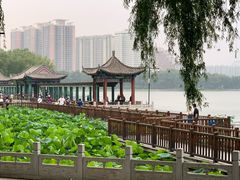 -莲花池公园