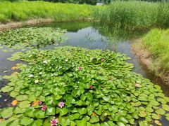 -翠湖国家城市湿地公园