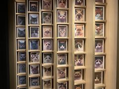 -CAT’S MEWSTAR CAFE·喵星球猫屋(晴湾咖啡店)