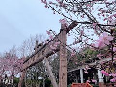 -自然谷恐龙园