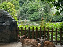 -野象谷景区
