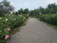 -西青郊野公园