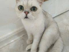 -共舞时光猫咖·狗咖(新街口店)