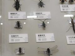 -四川大学博物馆