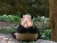 -都江堰中华大熊猫苑