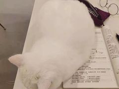 -飞行喵MR PILOT|猫舍·猫咖(静安大融城店)