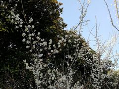 -太子山公园(园东路)