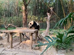 -广州长隆野生动物世界