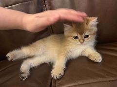 -momokira米努特·德文卷毛猫·棉花面纱犬