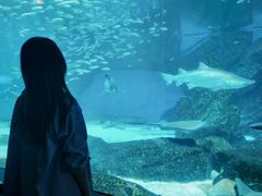 -海合安成都极地海洋公园