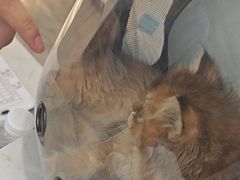 -贝康宠物医院·犬猫全科·小动物特色诊疗中心(东环路店)