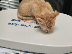 -伟伟宠物医院·CT影像中心·瑞派犬猫综合性门诊(汉口总院)