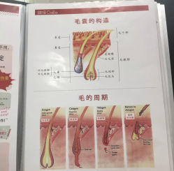 -银座Calla