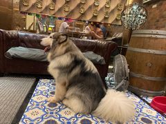 -more than meow吴止猫主题餐厅(承德 中船汇店)