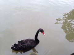 iphone_upload_pic-溱湖国家湿地公园