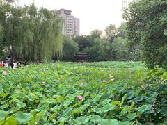 -莲湖公园