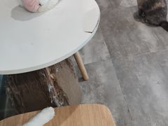 -楼上猫咖(罗湖店)