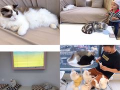 -怪兽屋·羊驼·猫咖·狗咖(俊华广场店)