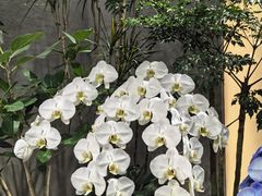 -苏城小院·园林精致苏州菜(斜塘老街店)