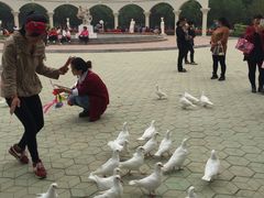 -洛阳郁金香牡丹园