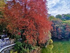 -深圳仙湖植物园