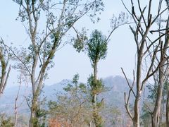 -青龙山国家森林公园