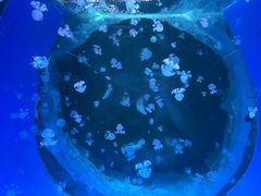 -白鹿仓冰雪海洋世界
